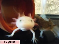 ブログランキング・にほんブログ村へ