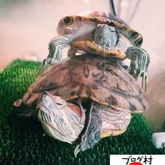 ブログランキング・にほんブログ村へ