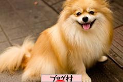 ブログランキング・にほんブログ村へ