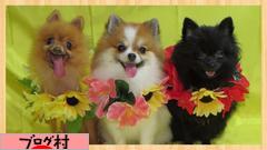 ブログランキング・にほんブログ村へ