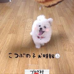 ブログランキング・にほんブログ村へ