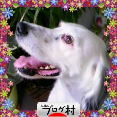 ブログランキング・にほんブログ村へ