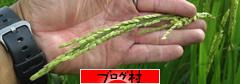 ブログランキング・にほんブログ村へ