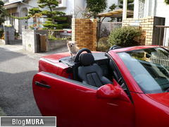 ブログランキング・にほんブログ村へ