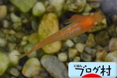 ブログランキング・にほんブログ村へ