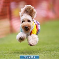 ブログランキング・にほんブログ村へ