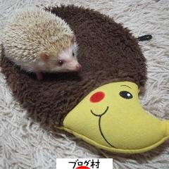 ブログランキング・にほんブログ村へ