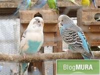 ブログランキング・にほんブログ村へ