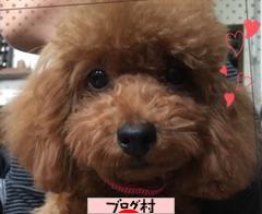 ブログランキング・にほんブログ村へ