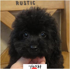 ブログランキング・にほんブログ村へ