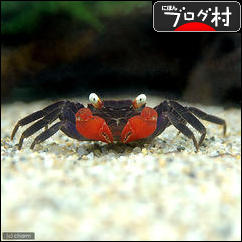 ブログランキング・にほんブログ村へ