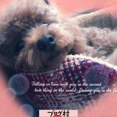 ブログランキング・にほんブログ村へ