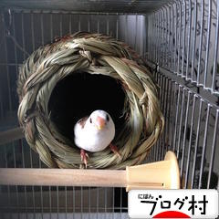 ブログランキング・にほんブログ村へ