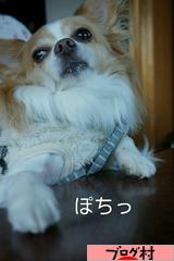 ブログランキング・にほんブログ村へ