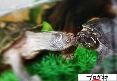 ブログランキング・にほんブログ村へ