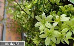 ブログランキング・にほんブログ村へ