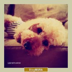 ブログランキング・にほんブログ村へ