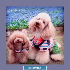 ブログランキング・にほんブログ村へ