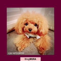 ブログランキング・にほんブログ村へ