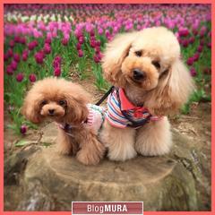 ブログランキング・にほんブログ村へ