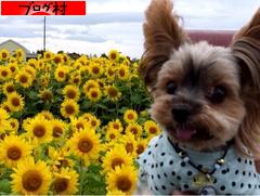 ブログランキング・にほんブログ村へ