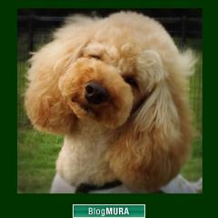 ブログランキング・にほんブログ村へ