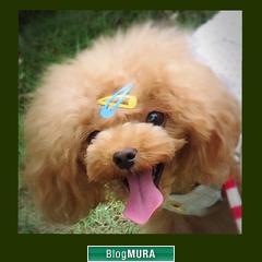 ブログランキング・にほんブログ村へ