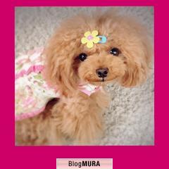 ブログランキング・にほんブログ村へ