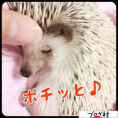 ブログランキング・にほんブログ村へ