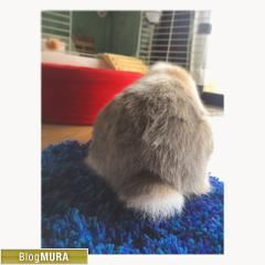 ブログランキング・にほんブログ村へ