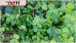 ブログランキング・にほんブログ村へ