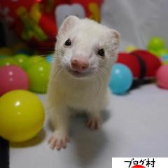 ブログランキング・にほんブログ村へ