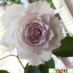 ブログランキング・にほんブログ村へ