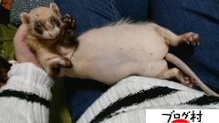 ブログランキング・にほんブログ村へ