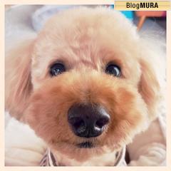 ブログランキング・にほんブログ村へ