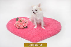 ブログランキング・にほんブログ村へ