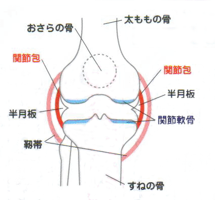 「膝　関節軟骨」の画像検索結果