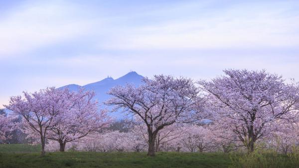 筑波山と桜