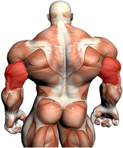 Best Triceps Exercises:Triceps.