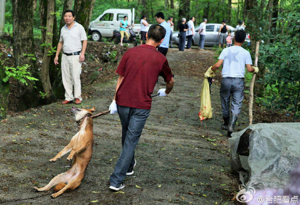 中国 犬皆殺し令 発令 食べるために犬を叩き殺す めー子のブログ