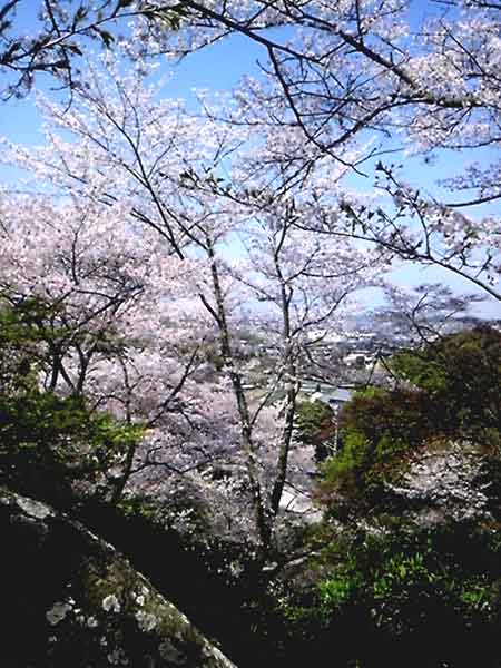 水間公園の桜