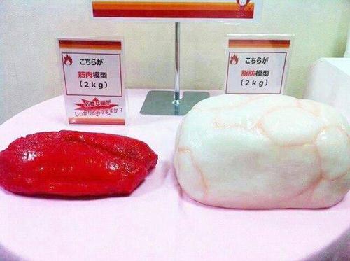 「筋肉と脂肪」の画像検索結果