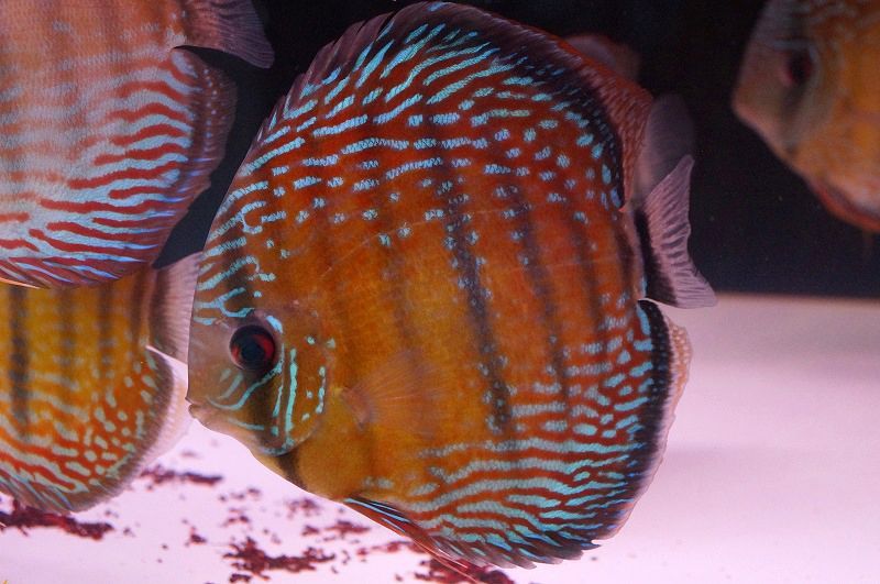南岸イナヌのクオリティーの高さ | ペットバルーン ディスカスブログ