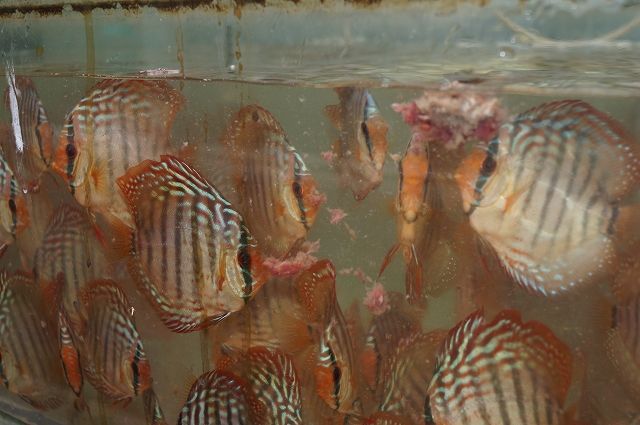 ディスカスと水その9 ディスカス飼育 ペットバルーン ディスカスブログ ディスカスと水その9 ディスカス飼育 ペットバルーン ディスカスブログ