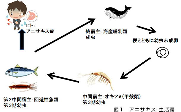 魚でかゆみが出る場合 アニサキスについて アトピーをリラックスして治そう