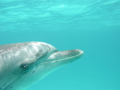 ４ ７はイルカ意識セミナーです アイランドベジー西麻布 ハワイ島で野生のイルカと泳ごう