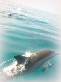 Dolphin-36-thumb-200x267-944.jpg