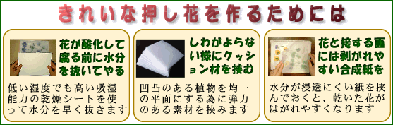 綺麗な押し花の作り方