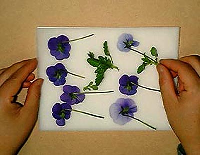 野原で楽しむ押し花キット