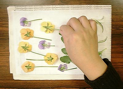 沢山の押し花を本格的に作る